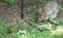 Rabbit and Chipmunks