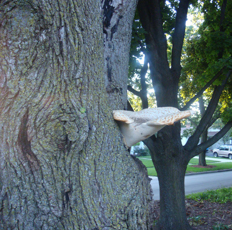TreeMushroom4