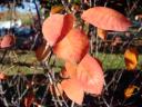 Fall Leaf