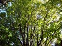 Still Green