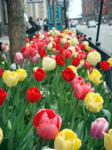 Chicago Tulips